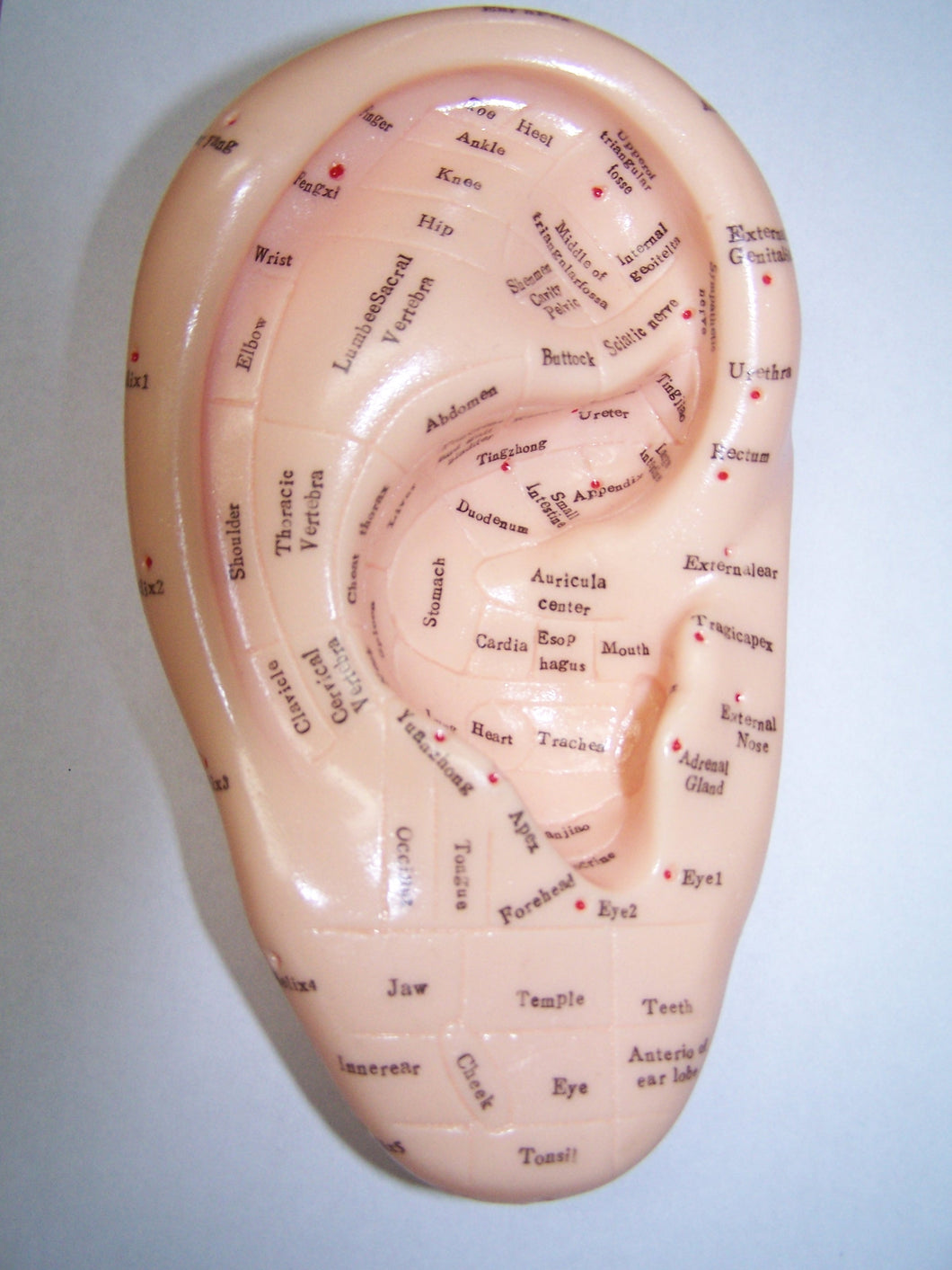 Reflexology Model Ear