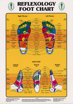 Laminated Reflexology Foot Chart 16